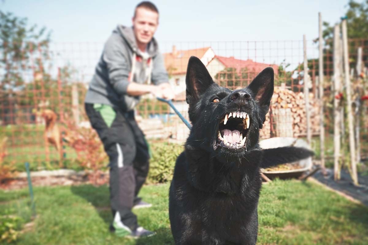 How a dog bite or attack case works